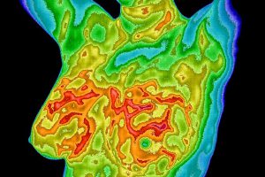 Thermogram of chest